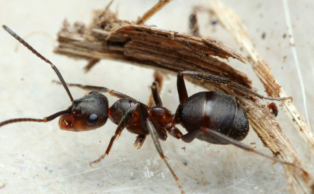 Saltator муравей. Муравей с веточкой. Муравьи несут добычу. Муравьи несут. Муравьи трудятся.