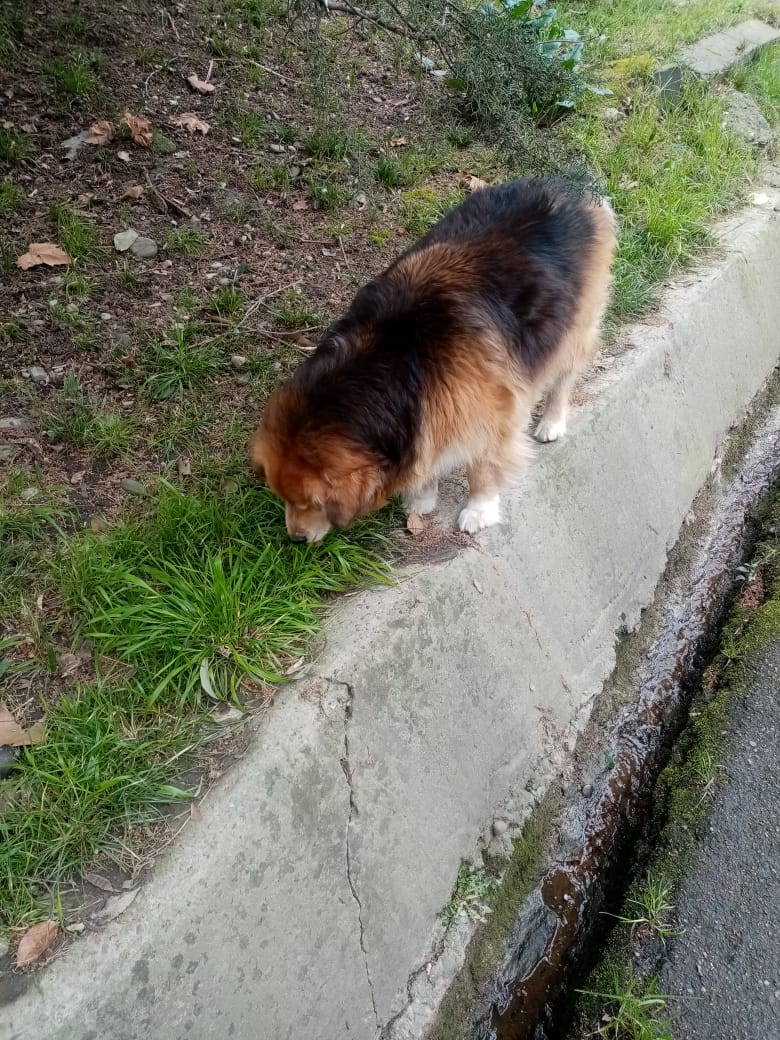 Собака кушает траву