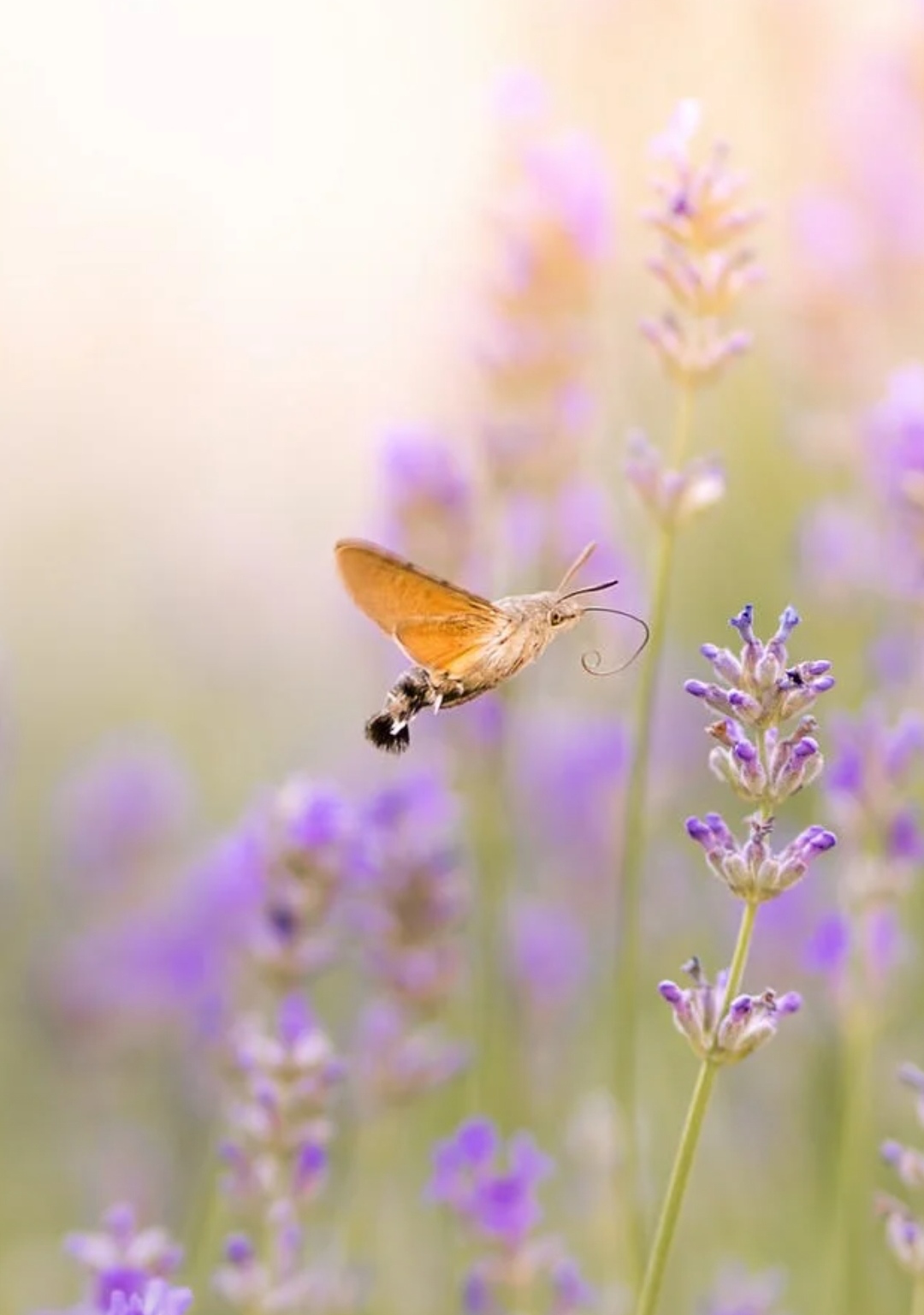 Просто ты, просто утро и просто Весна...