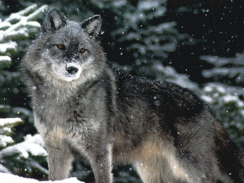 Волчица глаз не отводила