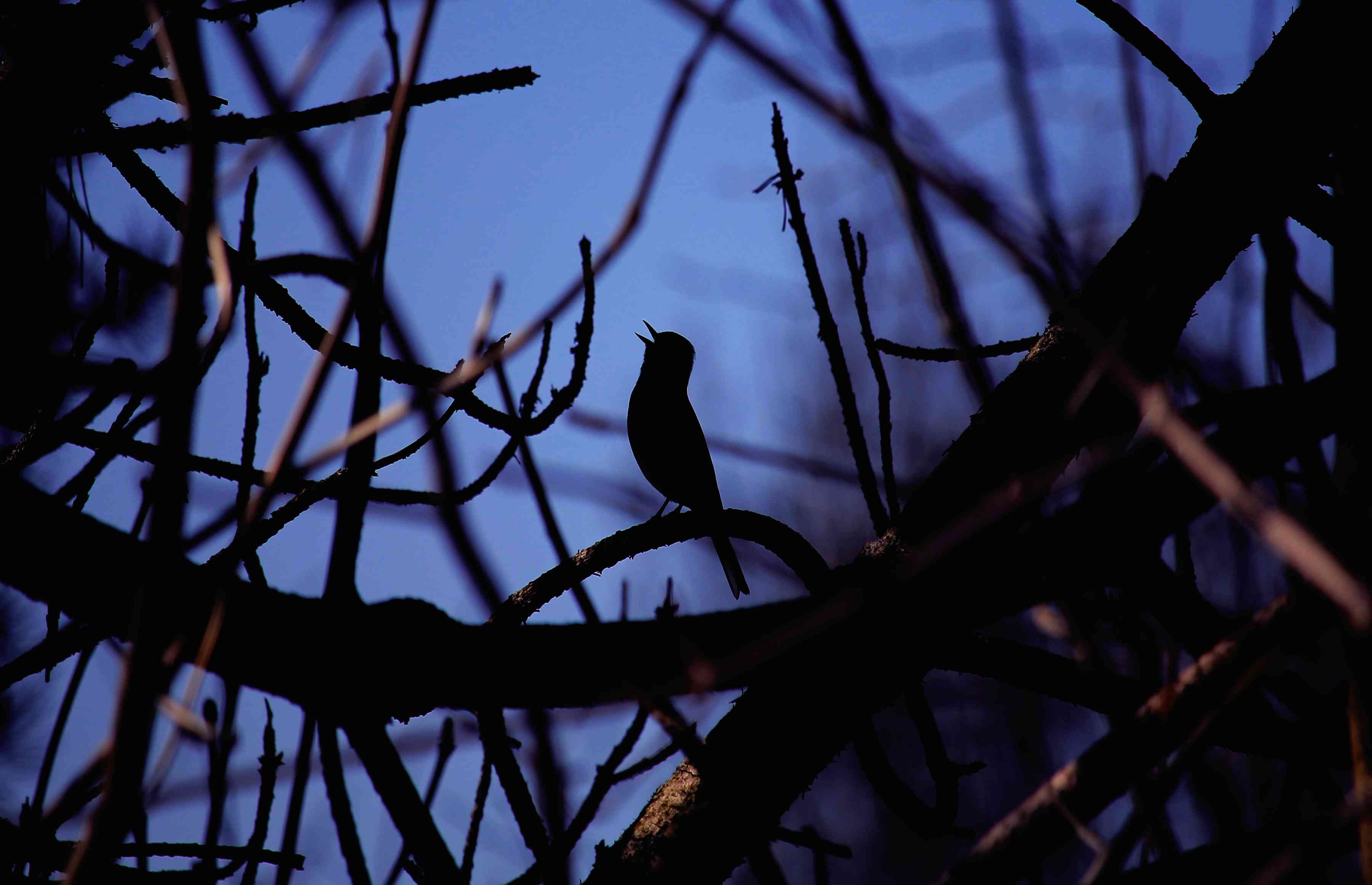 Голоса леса поют. Птицы ночью. Птица которая поет ночью. Птицы в Вечернем лесу. Вечер птицы.