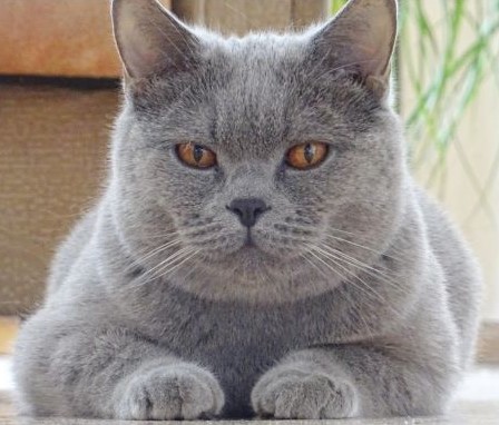 Виконт с медовыми глазами