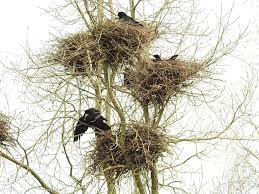 Грачи. Порошок. Рецензия