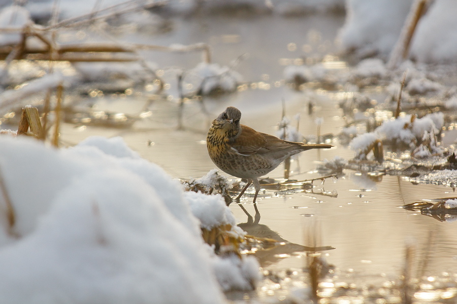 Весна пришла