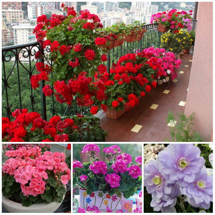 Пеларгония