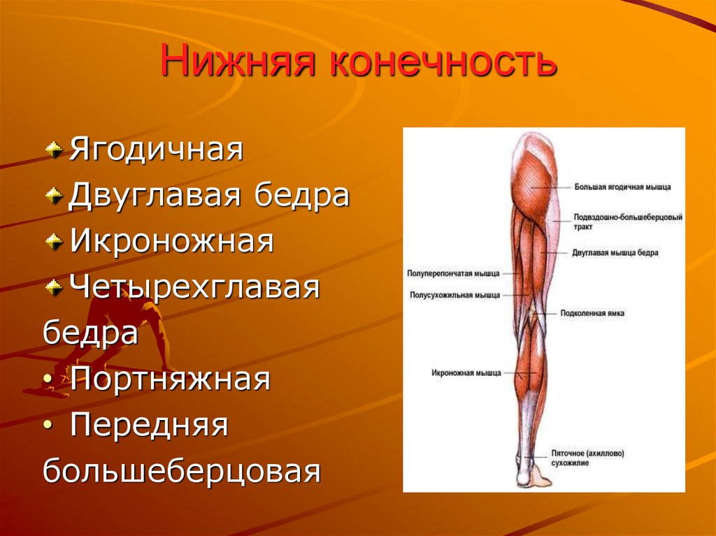 Анатомия нижней конечности человека. Мышцы нижней конечности анатомия строение. Мышцы нижних конечностей человека анатомия. Анатомия человека мышцы мышцы нижней конечности. Мышцы нижней конечности конечности анатомия.