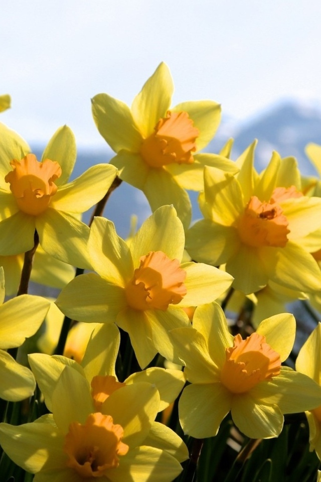 Нарцисс телефон. Нарцисс Mondragon. Нарцисс Роми. Желтые нарциссы – Yellow Daffodils. Нарцисс Tamara.