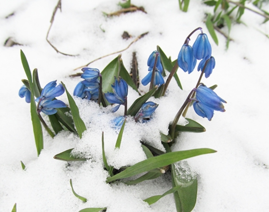 Пролески на снегу дзен рассказы. Подснежник Галантус голубой. Весенний первоцвет пролеска. Подснежник пролеска. Голубые первоцветы пролески.