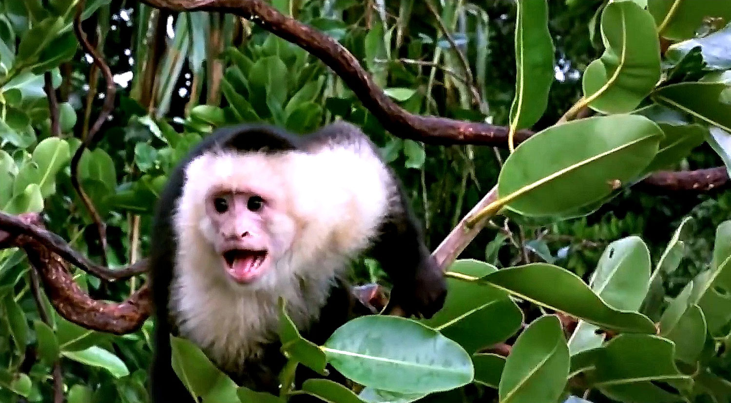 Два беса, погубить меня решились...