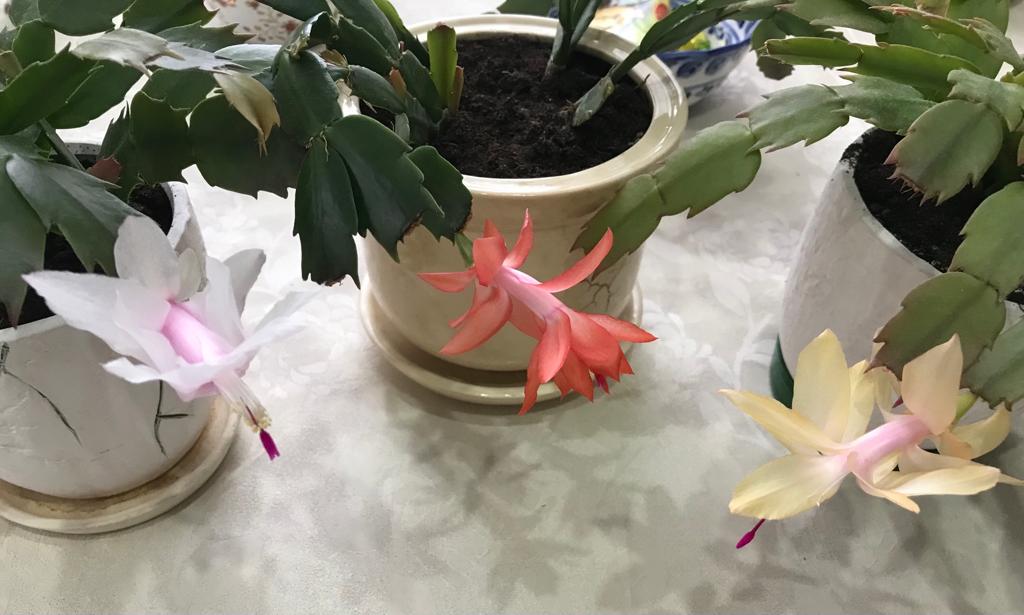 Я цветочки растила...