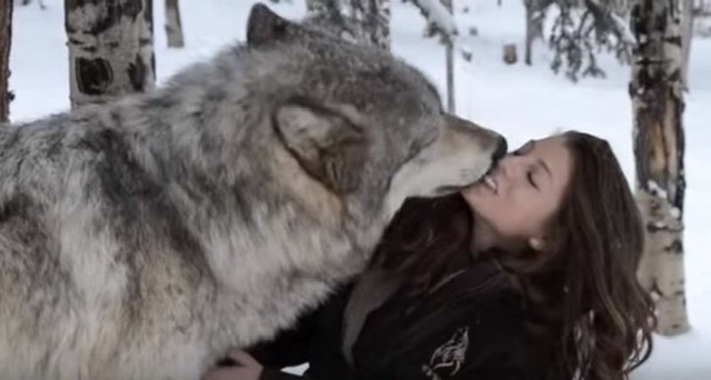 Основано на реальных событиях. Волком рассказано