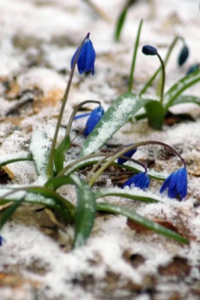 Весна без покаяния