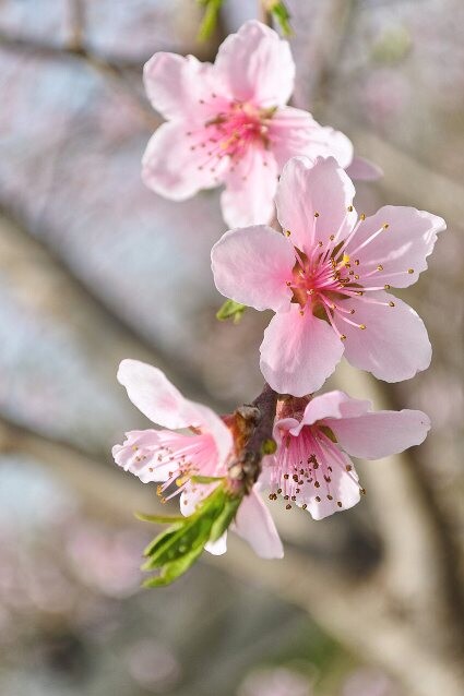 Снова начать