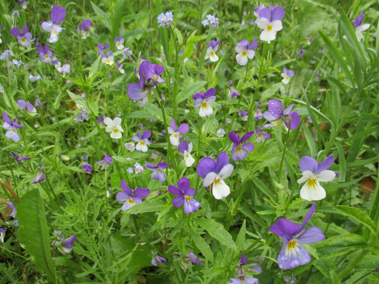 Сегодня дождь...