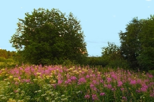 Пройдусь по росе