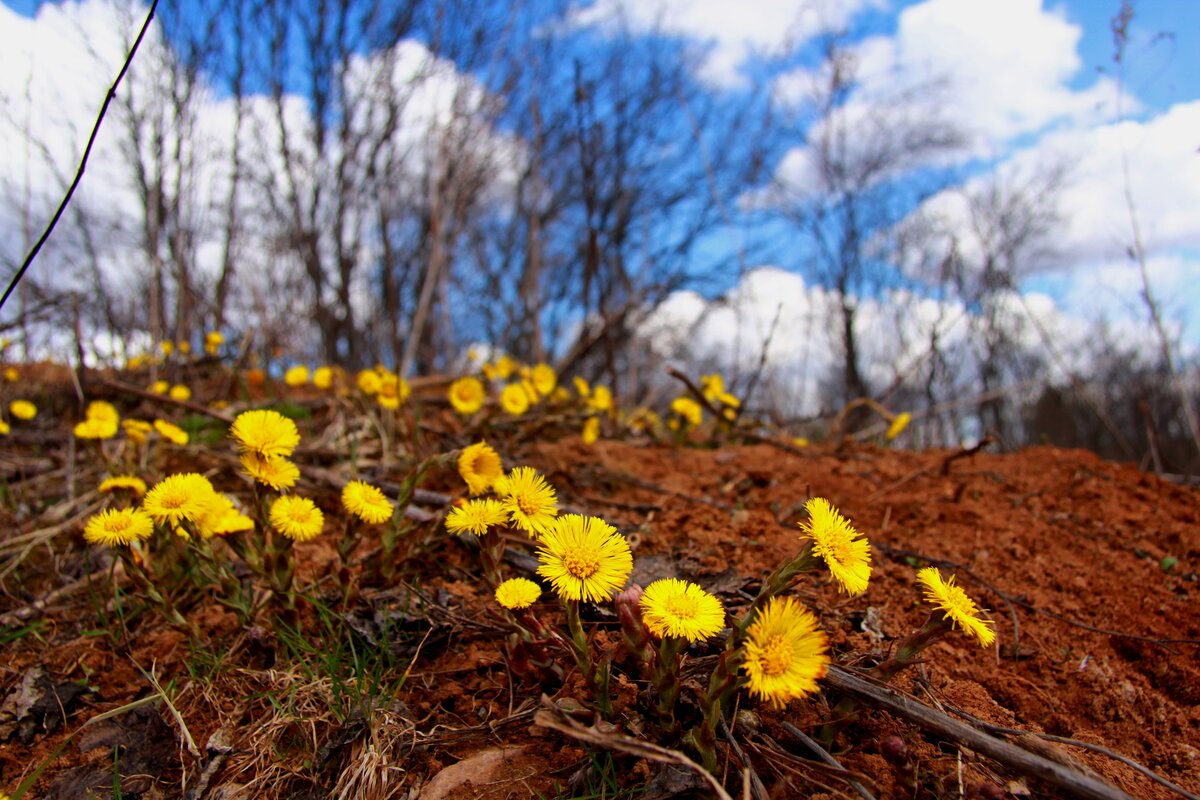 Месяц апрель природа
