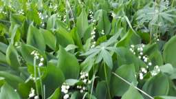 Лесной ландыш