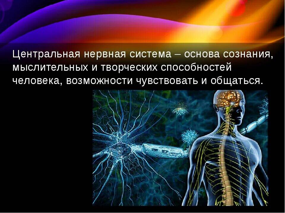 Функции центрального отдела нервной системы. Центральная нервная система. Wtynhfkmyfzнервная система человека. Нервная система ЦНС. Нервная системачеловнка.