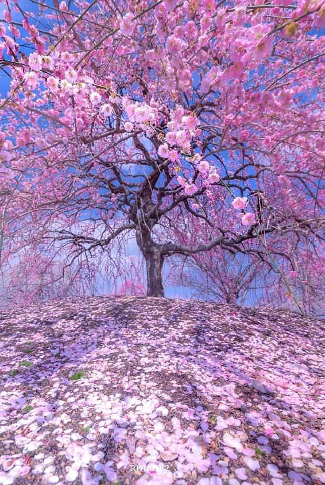 Мне приснился вдруг мир без войны... (Дария Макс) / Стихи.ру