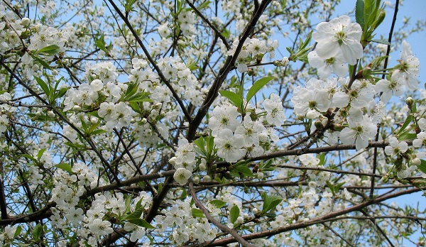 Раскинула платье невесты...