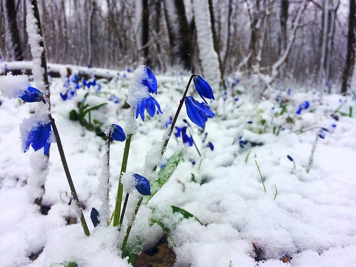 В апреле снова снег кружит
