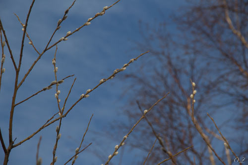 Вербное воскресенье