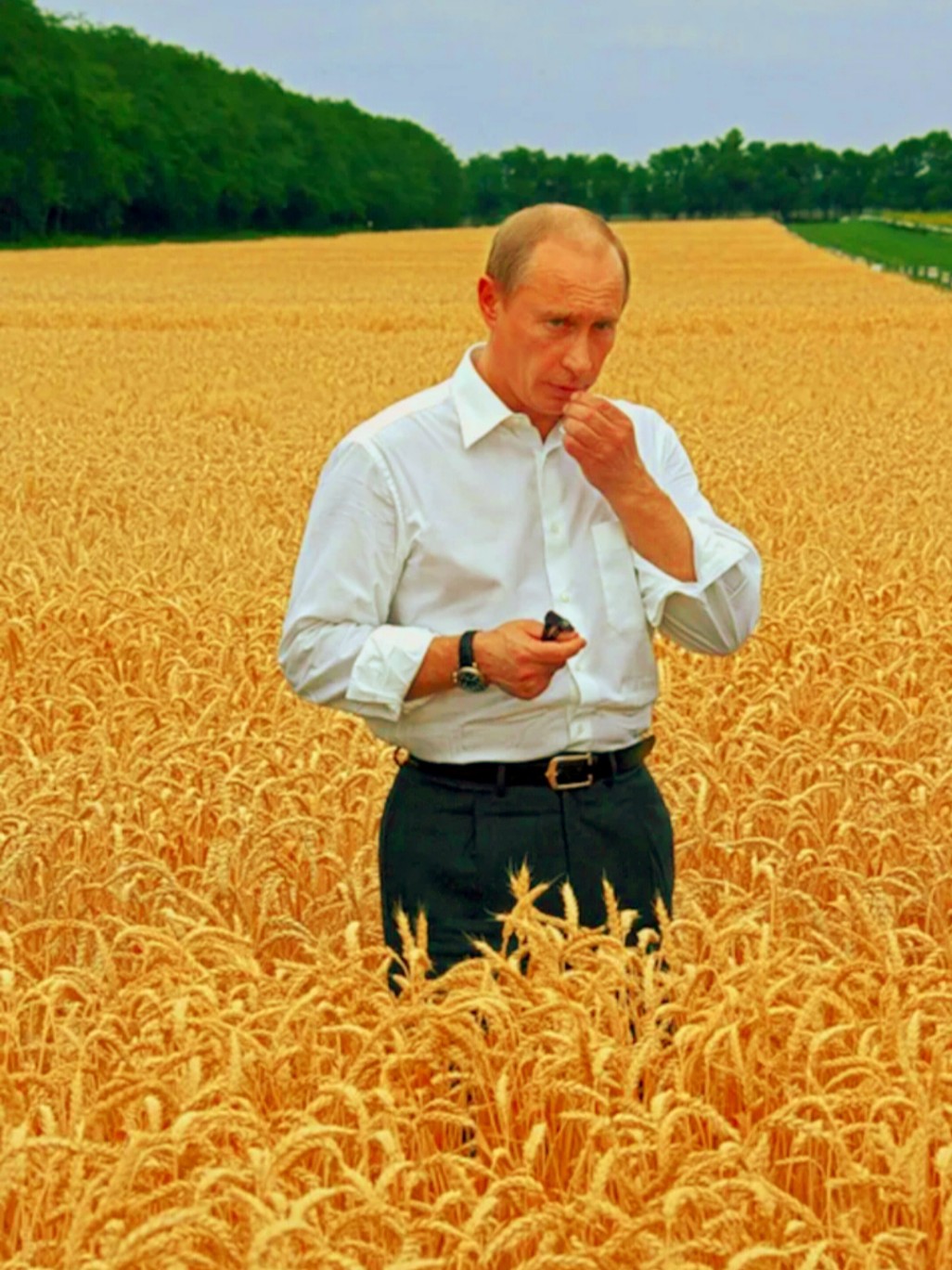 Прикол про поле. Путинин в пшеничном поле.