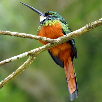 Якамара краснохвостая..