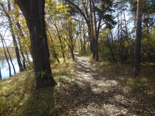 Шумят сосны в рассвет на ветру