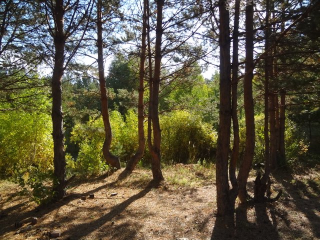 Теперь сказка в душе оживет