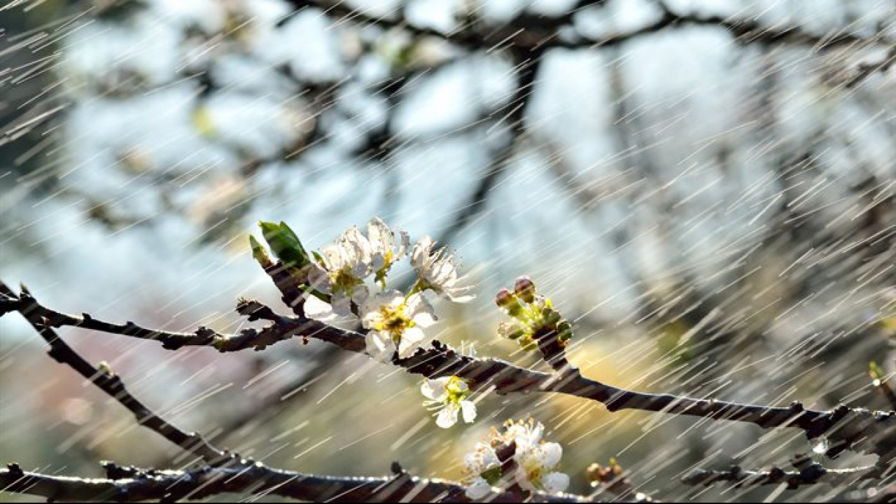 Весенний дождь