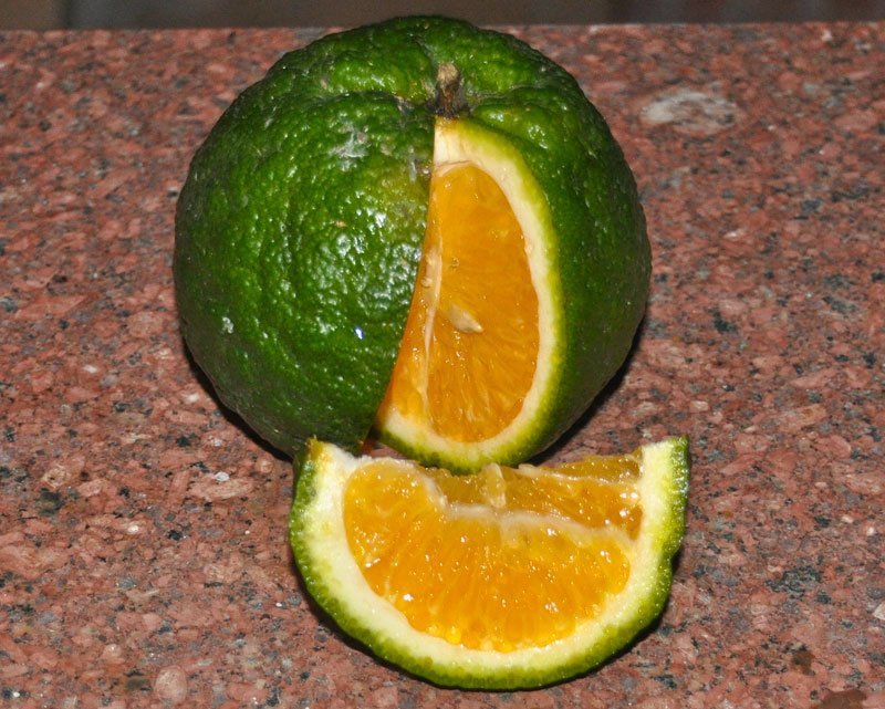 Апельсин в какое время есть. Померанец зеленый фрукт. Гибрид лайм и мандарин. Мандарин лайм зеленый. Цитрус зеленый с красной мякотью.