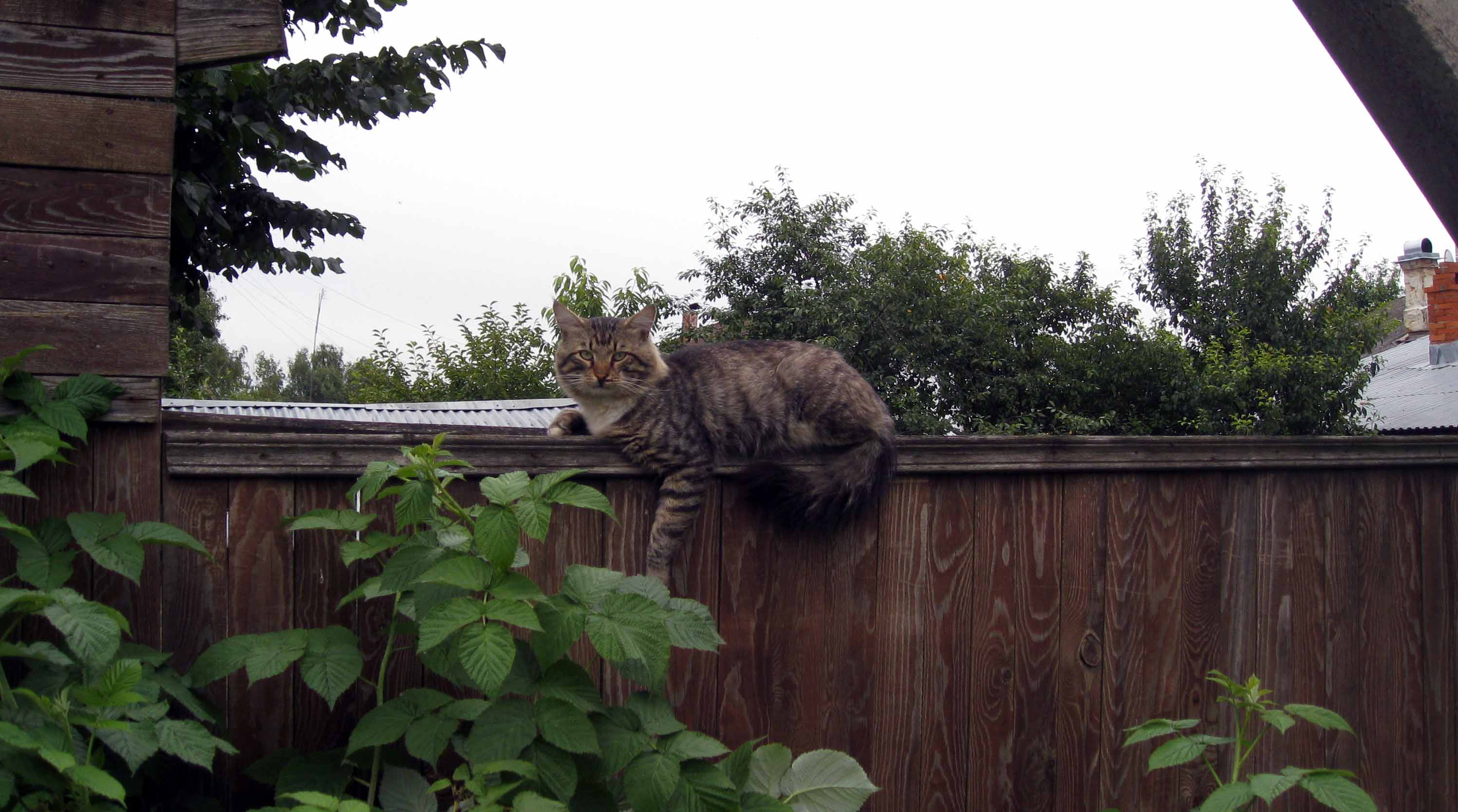 Учёный и кошка