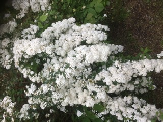 Там где довелось родиться