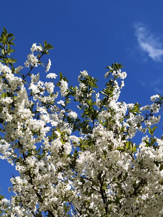 В белом убранстве сады...