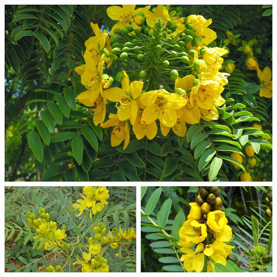 Сенна александрийская