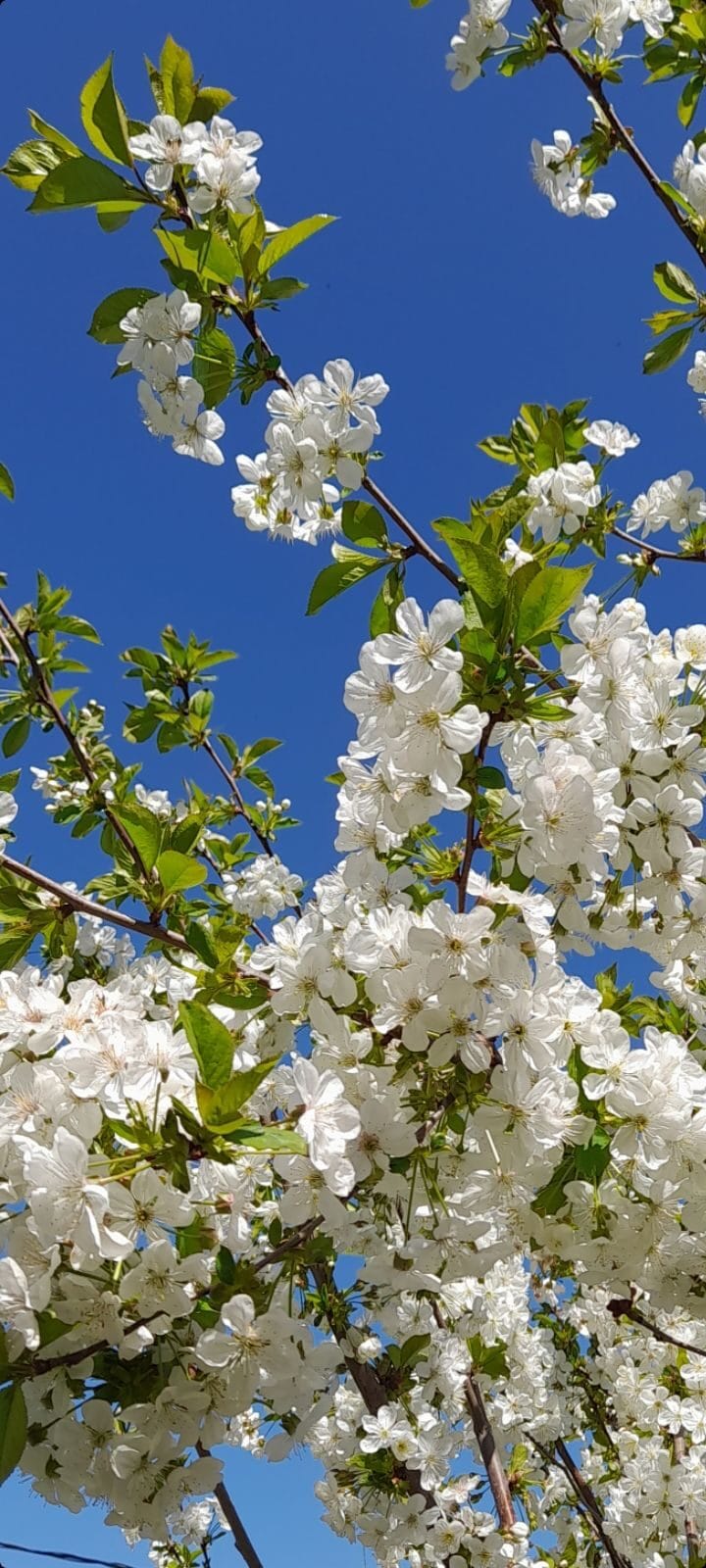 Лепил апрель цветами