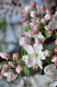 Нежно-румяное утро мая!