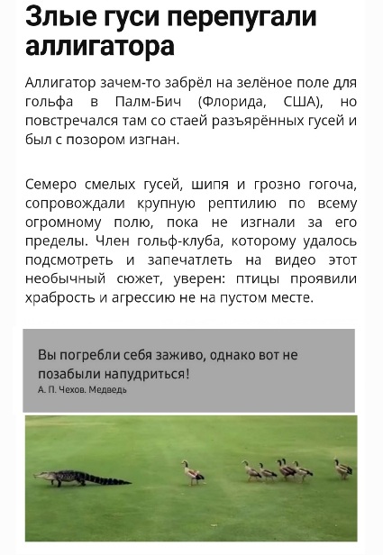 Нильский крокодил