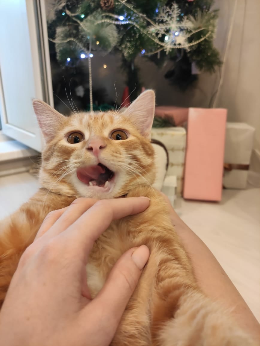 Звуки любят коты. Музыка которая нравится кошкам. Какие звуки издает кошка. Звуки любят коты. Звук для привлечения кошек.