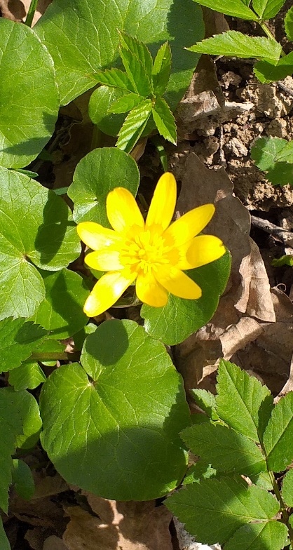 Летают дятлы