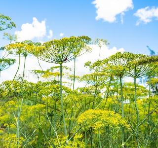 Двоюродные сёстры 2013