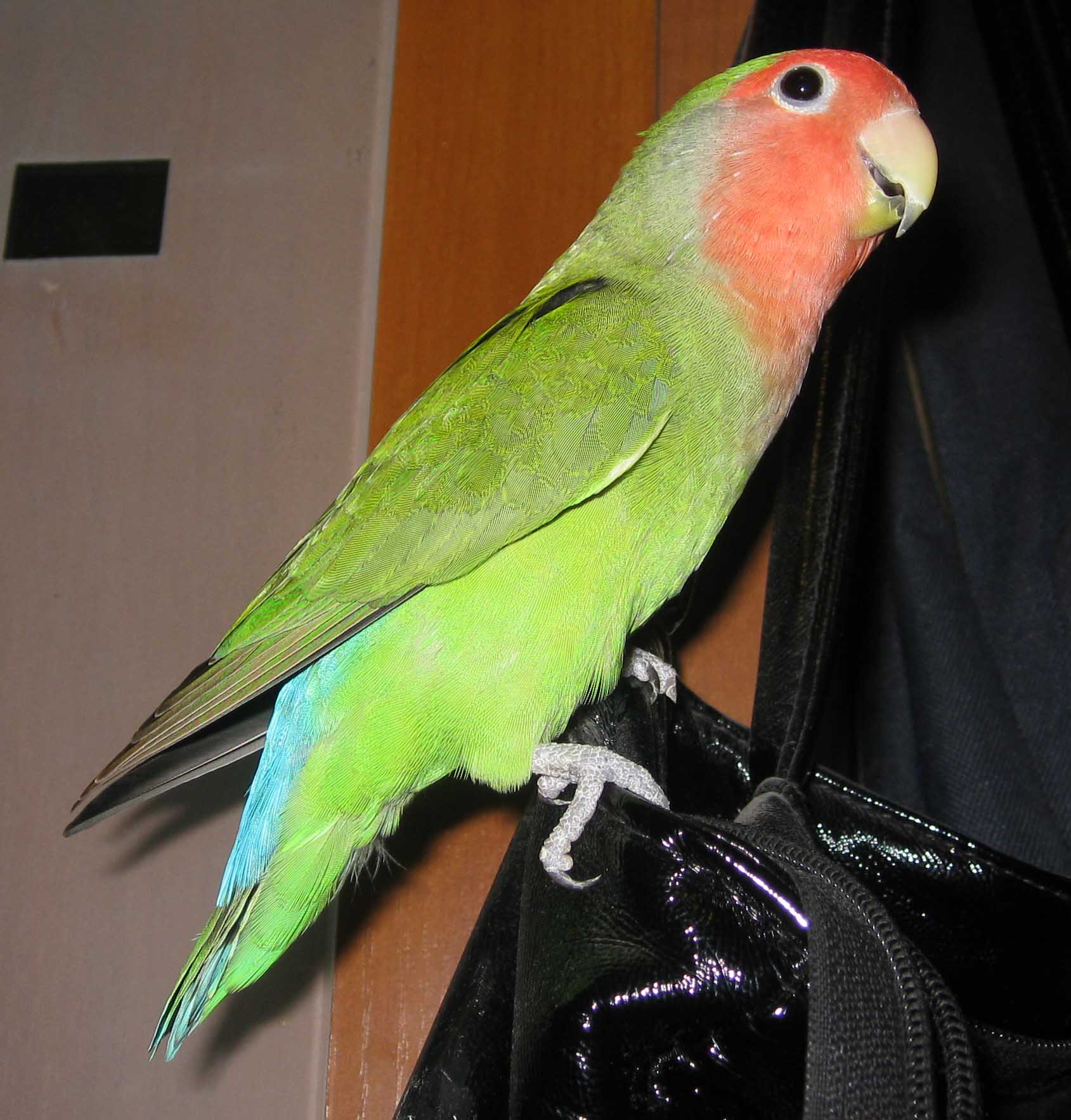 О чём пригорюнился, мой неразлучник?