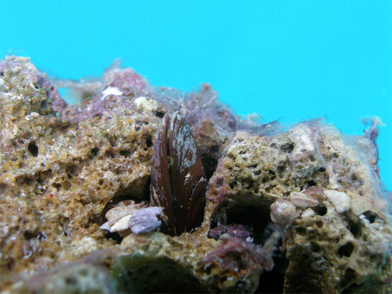 Морской финик