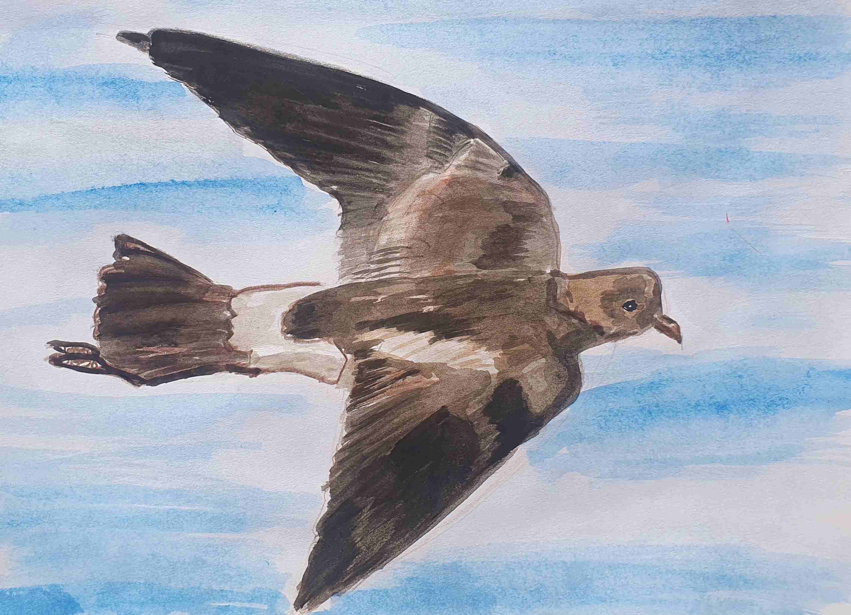 Качурка