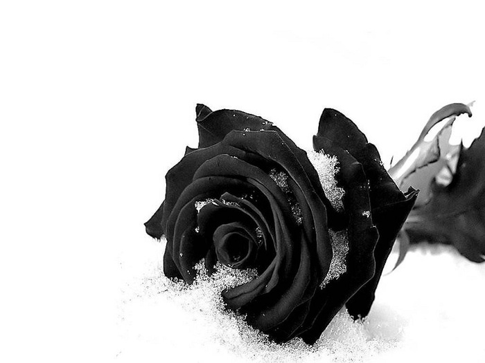 Чёрные розы