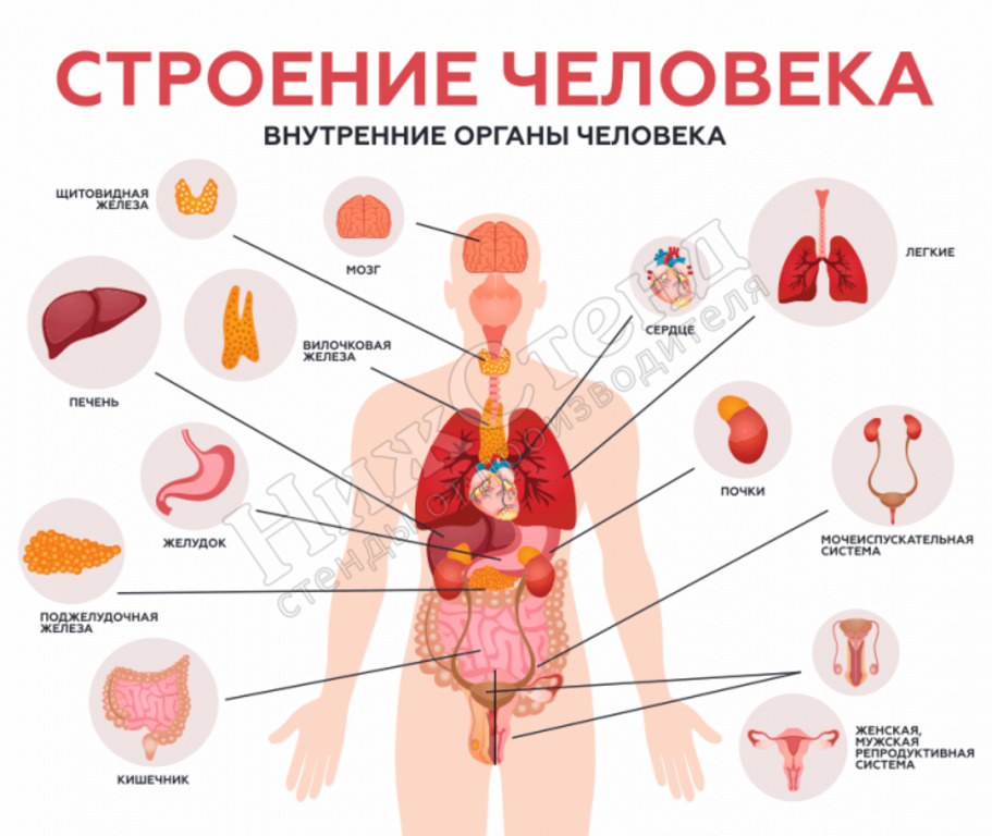 Органы женского рода. Внутренние органы. Органы человека. Анатомия человека органы. Внутренние органы женщины.