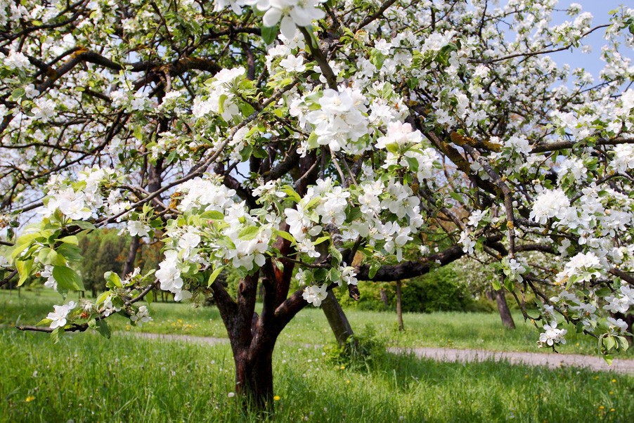 Роскошь белоснежная