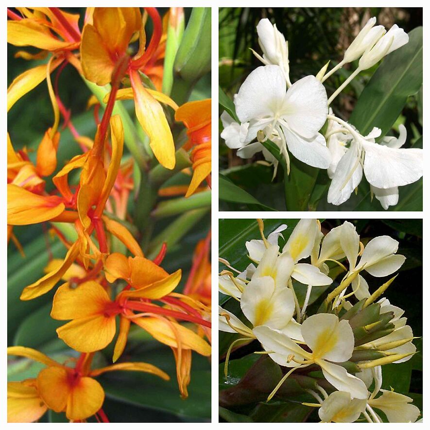 Марипоса - цветок