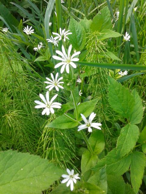 And in an open field I ll pick a grassy, born